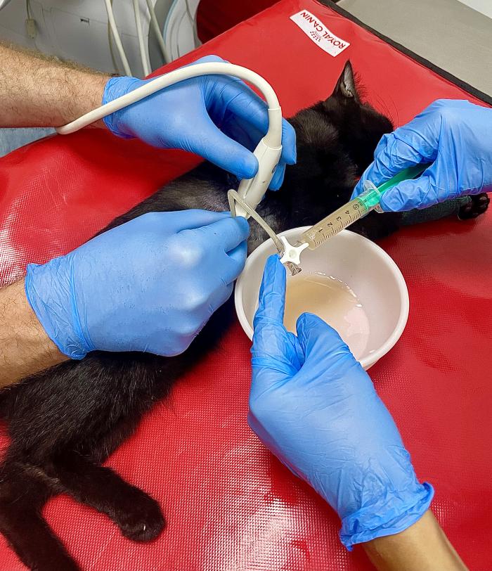 Figura 2. Toracocentesis en un gato con derrame pleural asociado a CHF en estadio C (insuficiencia cardíaca descompensada).