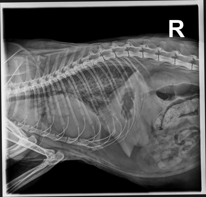 Figura 1. (A) Estudio radiológico del paciente felino a nivel torácico, en proyección laterolateral derecha. Se evidencia un moderado patrón intersticio-alveolar difuso. También se aprecia una moderada cardiomegalia. (B) Imagen radiológica a nivel torácico en proyección ventrodorsal. Se evidencia un moderado patrón intersticio-alveolar difuso y bilateral, así como presencia de un patrón vascular con ligera dilatación de arterias y venas pulmonares caudales.