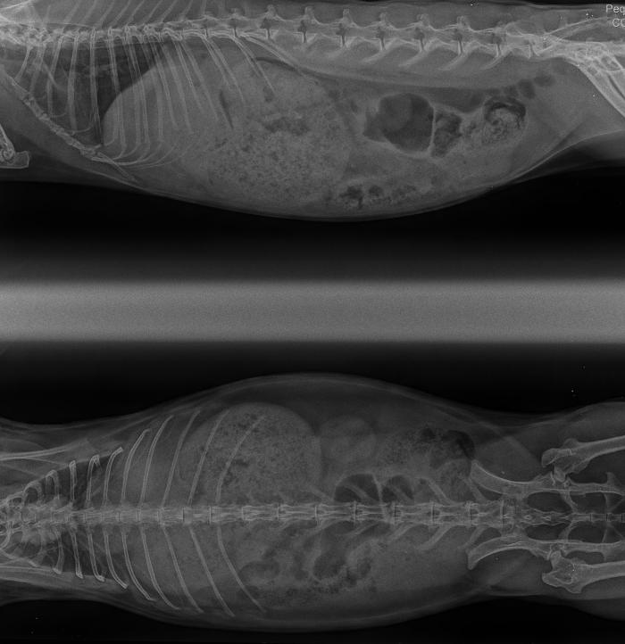 Figura 3. Radiografías abdominales en proyección laterolateral izquierda y ventrodorsal de dos casos de torsión al inicio del ingreso hospitalario.Fuente: Animales exóticos 24 horas.