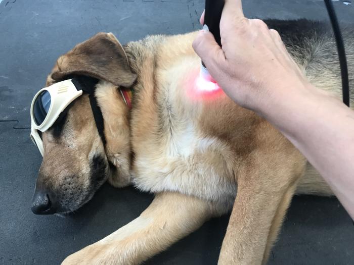 Figura 2. Aplicación láser terapéutico en paciente canino.