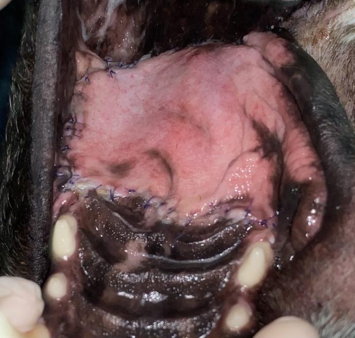 Figura 11. Aspecto final de la reconstrucción a los 21 días posquirúrgicos.