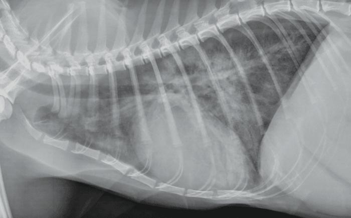 Figura 4. Radiografía torácica de un gato disneico con cardiomegalia global e infiltrados pulmonares compatibles con edema pulmonar.