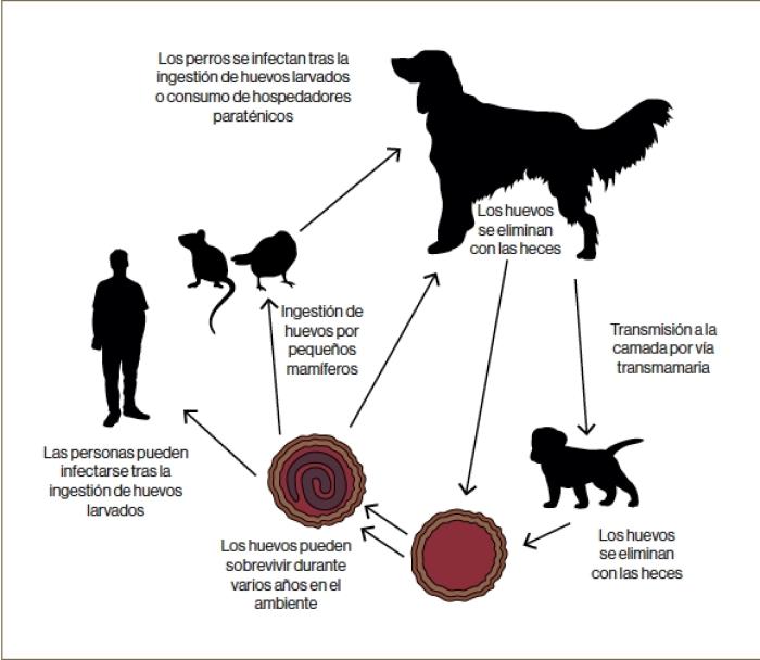 Figura 2. Ciclo biológico de T. canis (basado en los ciclos biológicos de la Guía de control de vermes en perros y gatos - ESCCAP 2021). Manual práctico de enfermedades infecciosas y Parasitarias en el perro. Pablo Borrás. Multimédica Ediciones Veterinarias).