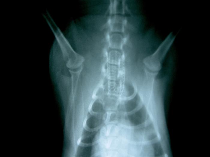 FIGURA 9. Radiografía ampliada con posición ventrodorsal del perro de la radiografía 4 tras un stent metálico con recubrimiento en tráquea.