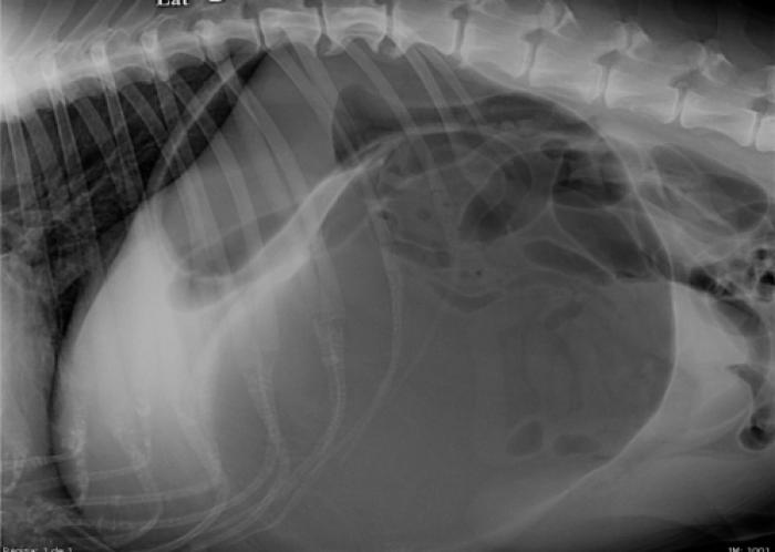 Figura 1. Radiografía de abdomen lateral derecha de dilatación-vólvulo gástrico, con imagen de compartimentalización gástrica.