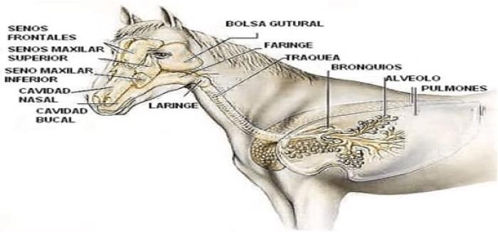 Se observan las principales estructuras que componen las vías respiratorias altas (senos frontales, senos maxilares, cavidad nasal, faringe, laringe y bolsa gutural) y las vías respiratorias bajas (tráquea, bronquios, alvéolos y pulmones). Fuente: Adaptado de Royal Veterinary College – Anatomía Equina (2023).