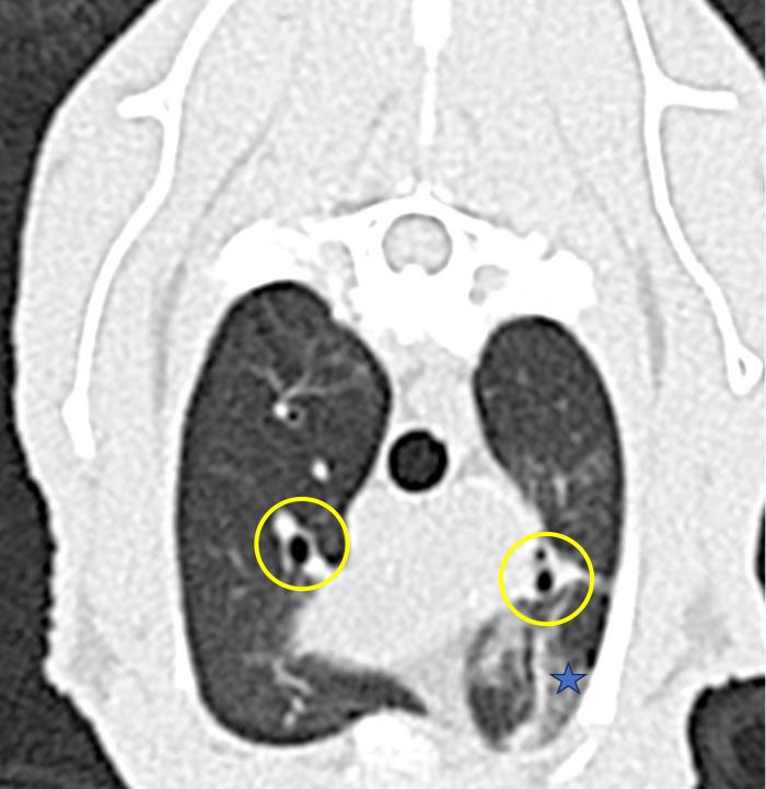 Figura 6. Imagen de tomografía computarizada en algoritmo pulmón (plano transversal) del tórax de un gato diagnosticado de síndrome de distrés respiratorio asociado a dirofilariosis. Obtención de imágenes poscontraste. La izquierda del paciente está a la derecha de la imagen. Se evidencia patrón bronquial (círculos amarillos) y patrón de vidrio esmerilado (estrella azul).