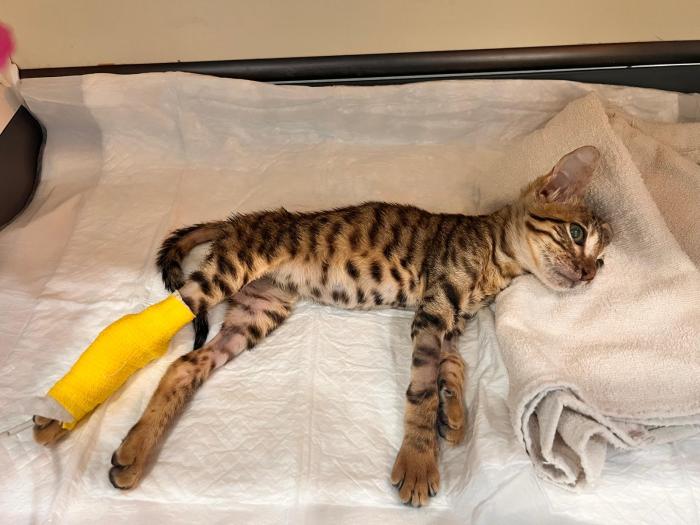 Figura 1. Paciente felino con tetraparesia a consecuencia de una lesión cervical traumática.