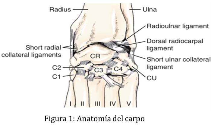 Figura 1. Anatomía del carpo.