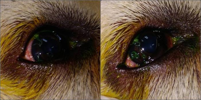 Figura 10. Thelazia en el ojo de un Golden retriever teñidas con fluoresceína. Foto realizada en Clínica Veterinaria Viñas Viejas.