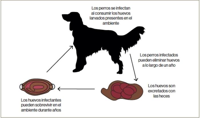 Figura 6. Ciclo biológico de Trichuris vulpis (basado en los ciclos biológicos de la Guía de control de vermes en perros y gatos - ESCCAP 2021) (Manual práctico de enfermedades infecciosas y Parasitarias en el perro. Pablo Borrás. Multimédica Ediciones Veterinarias).