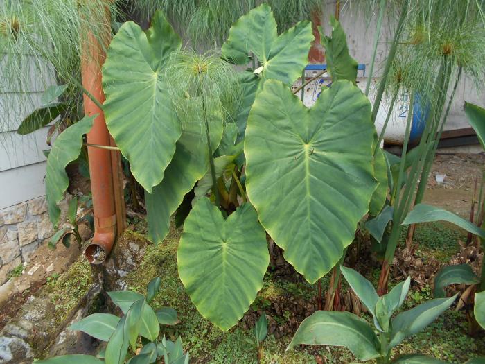 Figura 3. Colocasia sp.