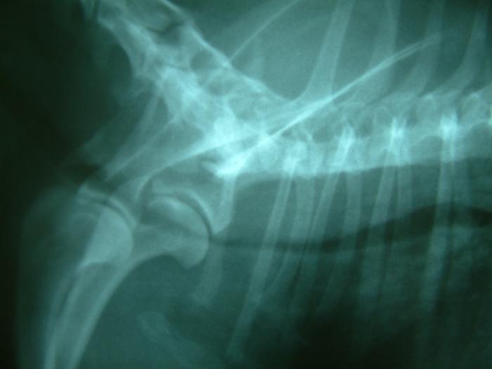 FIGURA 5. Radiografía laterolateral de perro con colapso traqueal torácico.