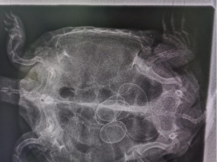 Figura 4. Imagen radiográfica de un ejemplar de tortuga acuática con distocia debido a la rotura de uno de los huevos.