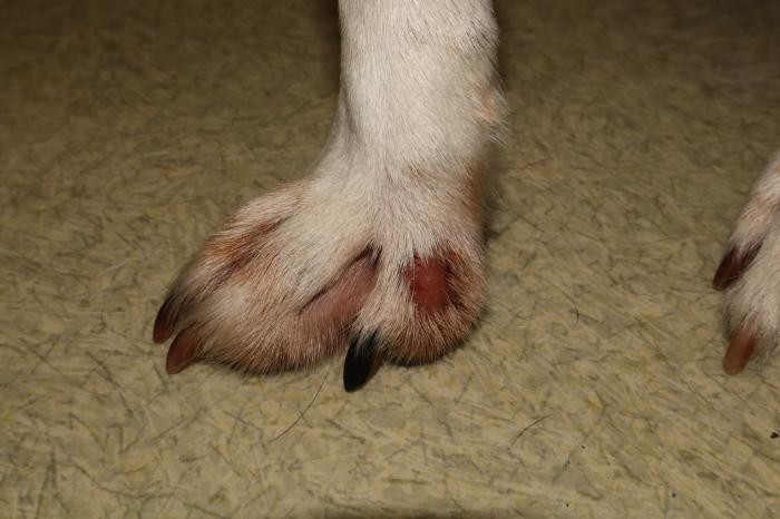 Figura 1. Perro 1 primera consulta. (A) Lesión numular, alopécica y erosivoulcerativa en la cara medial del dedo II del miembro anterior derecho. (B) Lesión nodular, prominente, alopécica, erosiva, eritematosa y costrosa. Querion dermatofítico. (C) Lesión numular, alopécica, eritematosa y descamativa en la cara interna del miembro torácico derecho.