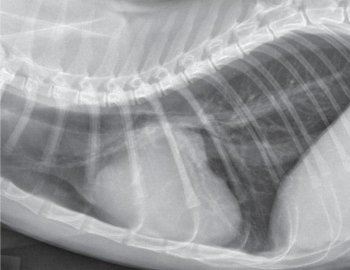 Figura 3. Radiografía torácica de un gato asintomático con cardiomegalia global y agrandamiento auricular izquierdo.
