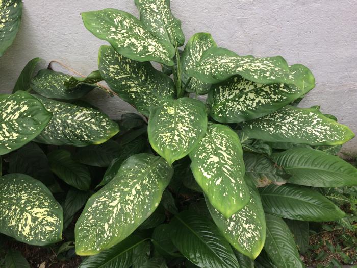 Figura 4. Dieffenbachia sp., “difembaquia”.