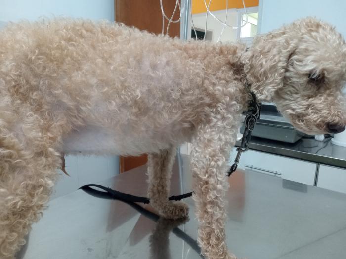 Figura 1. Canino, Caniche, macho entero, de 8 años de edad con ascitis y pérdida de masa muscular generalizada.