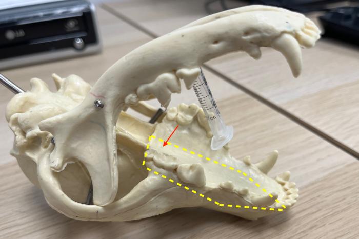Figura 6. (A) modelo de cráneo de perro simulando el posicionamiento de la cabeza durante la cirugía. Las líneas amarillas discontinuas indican las zonas de corte en el hueso palatino y maxilar durante la resección de la masa. La flecha roja indica la localización de la arteria palatina mayor. (B) Modelo de cráneo de perro simulando el posicionamiento de la cabeza durante la cirugía. Las líneas amarillas discontinuas indican las zonas de corte en el hueso maxilar durante la resección de la masa. La flecha roja indica el agujero infraorbitario por donde emergen ramas principales de la arteria maxilar.