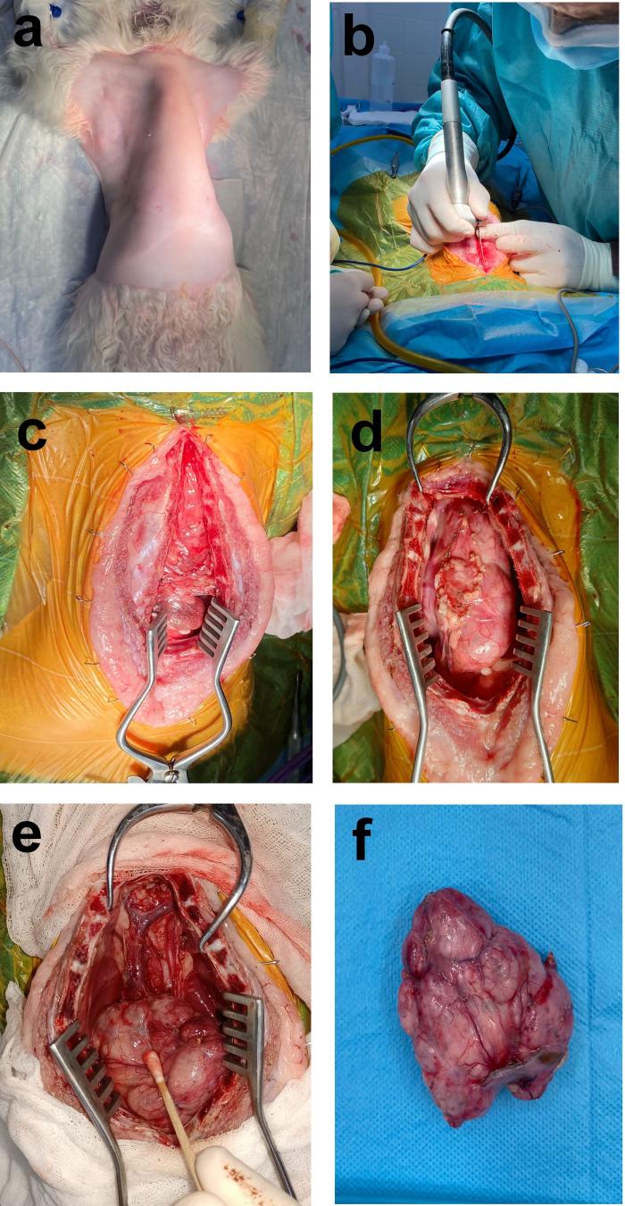 Figura 2. Imágenes intraoperatorias durante la extirpación quirúrgica del timoma. (A) El paciente se posicionó en decúbito dorsal y se preparó asépticamente la piel de las caras ventral y lateral del tórax. (B) Se realizó la esternotomía usando para ello una sierra oscilante. (C) Se separaron los bordes de la esternotomía con ayuda de unos separadores quirúrgicos. (D) Imagen del interior del tórax mostrando la masa, con abundantes adherencias que fue necesario separar de manera cuidadosa. (E) La lesión desplazaba y comprimía a la vena cava craneal, sin llegar a invadirla, y presentaba adherencias con importantes estructuras vasculonerviosas del techo torácico craneal. (F) Imagen del timoma una vez extirpado.