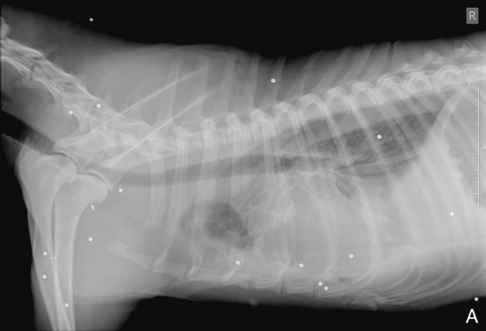 Figura 1. Radiografías (A, B) torácicas y (B, C) abdominales, (A, C) laterales derechas y (B, D) ventrodorsales de la perra en el momento de la presentación inicial en las que se aprecian la multitud de pequeñas estructuras esféricas de opacidad metal correspondientes a los perdigones. Se observa presencia de efusión pleural en hemitórax derecho que provoca la retracción de los márgenes pulmonares y obscurece la silueta cardiaca y la porción ventral y derecha del diafragma. A nivel abdominal se visualiza aumento de la opacidad de forma difusa con pérdida de diferenciación de serosas abdominales especialmente a nivel de abdomen craneal.