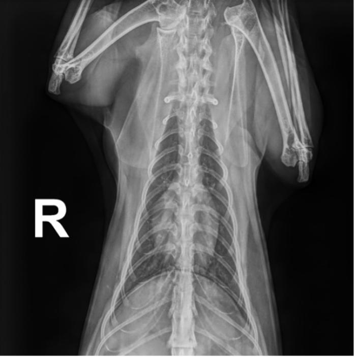 Figura 3. Radiografía torácica en proyección dorsoventral en un gato infectado con D. immitis. Se aprecia un ligero patrón broncointersticial difuso y bilateral.