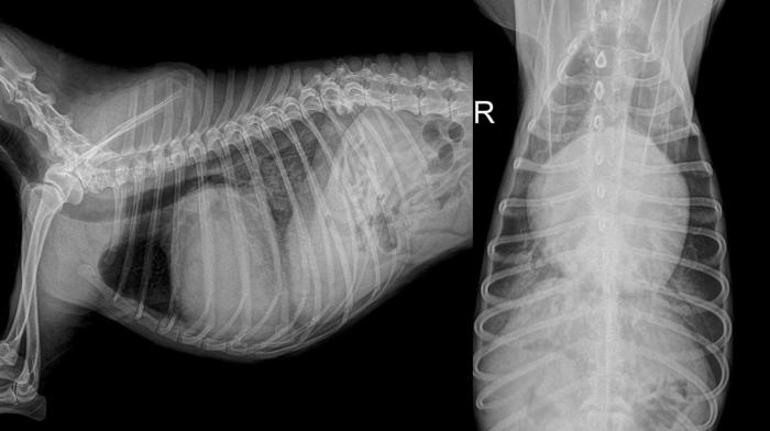 Figura 7. Radiografía de tórax de paciente LL y VD de paciente Yorkshire de 12 años con soplo 5/6 y sistólico regurgitante y tos. Se observa cardiomegalia, desplazamiento a dorsal de la tráquea, pérdida de la cintura cardiaca izquierda y edema pulmonar con patrón alveolar.