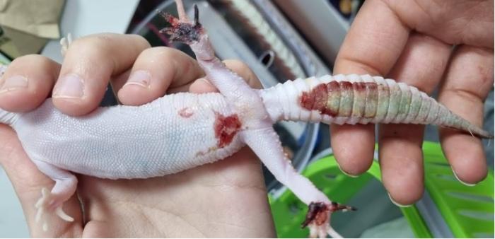 Figura 2. Ejemplar de Gecko leopardo con quemaduras por manta térmica debido a mal manejo.