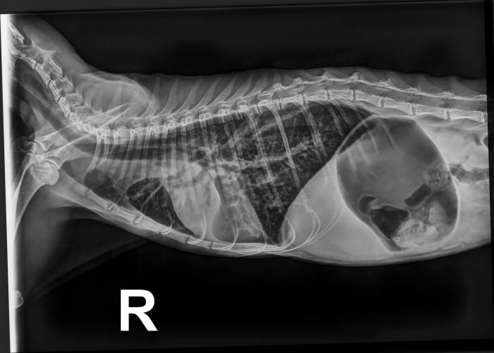 Figura 4. Radiografía laterolateral derecha de control, realizada aproximadamente una semana tras el ingreso. Se aprecia una notable mejoría, si bien aún existen signos radiográficos de consolidación pulmonar y patrón broncointersticial. La aerofagia de la paciente denota la persistencia de la disnea, especialmente cuando era manipulada.