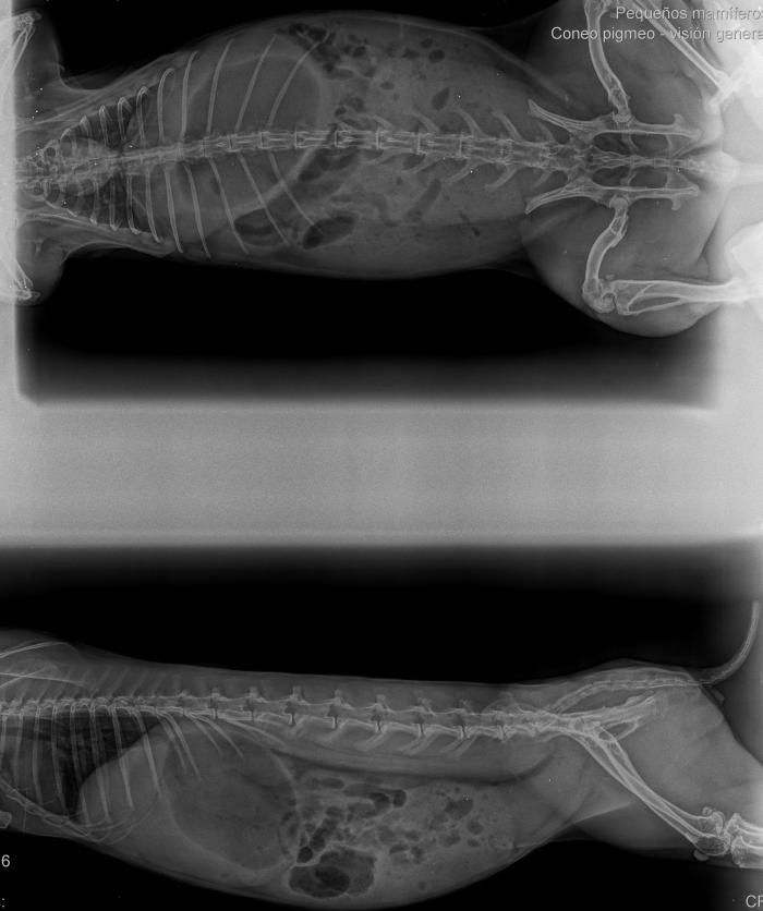 Figura 2. Radiografías abdominales en proyección laterolateral izquierda y ventrodorsal de dos casos de torsión al inicio del ingreso hospitalario.Fuente: Animales exóticos 24 horas.