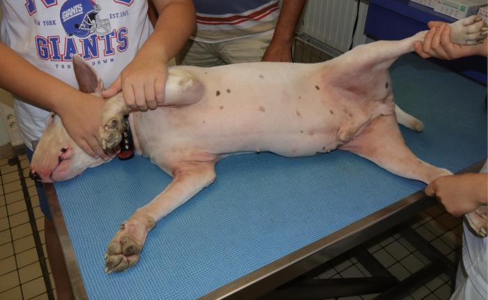 Figura 4. Perro con dermatitis atópica. Distribución característica de las lesiones con eritema en los pliegues grandes (A) axilar, inguinal, (B) pliegue cubital, (C) espacios interdigitales, cara ventral de los carpos, base de la cola y (D) región anal. La dermatitis atópica es una enfermedad multifactorial cuyos factores desencadenantes a menudo no se pueden evitar; el uso sintomático de antipruriginosos está especialmente indicado en este contexto.
