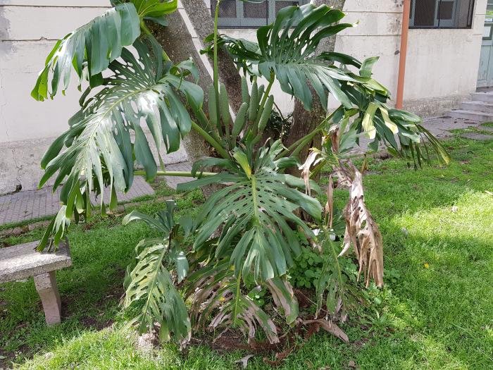 Figura 5. Monstera deliciosa., “costilla de Adán”.