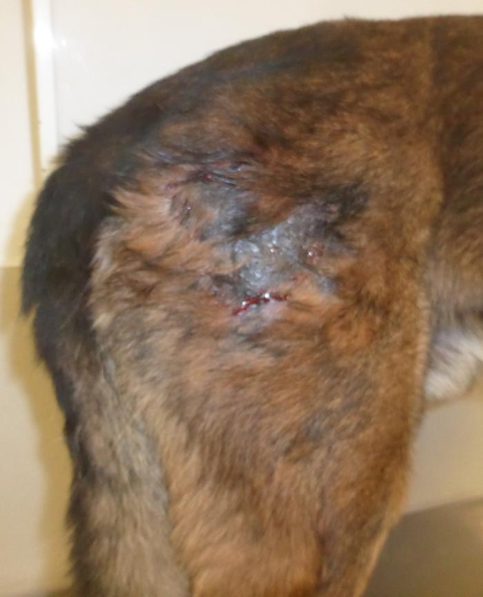 Figura 4. Tractos fistulosos en pioderma y celulitis de un perro Pastor alemán.