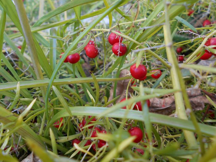 Figura 8. Asparagus sp., “esparraguera”.