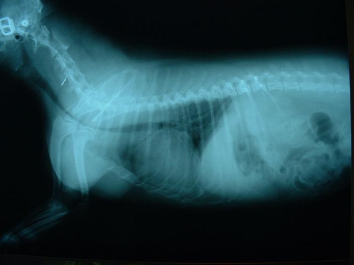 FIGURA 4. Radiografía laterolateral con colapso traqueal cervico-torácico en uN perro.