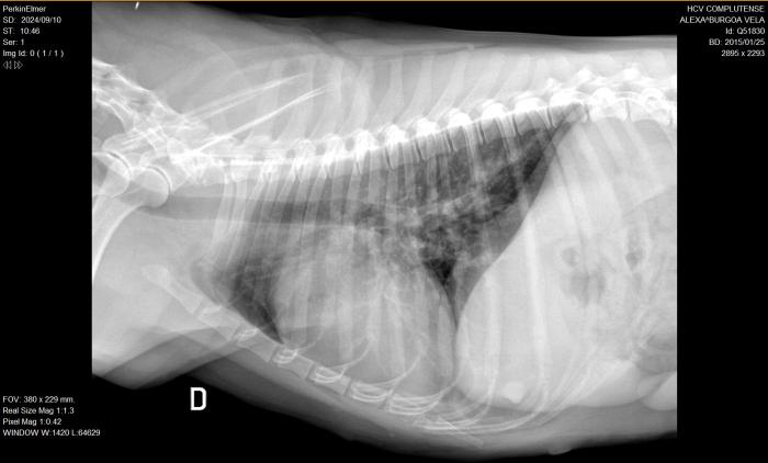 Figura 9A-B. Radiografías de tórax en ambas proyecciones (A) LL y (B) DV) después del tratamiento, realizadas en el HCV-UCM.