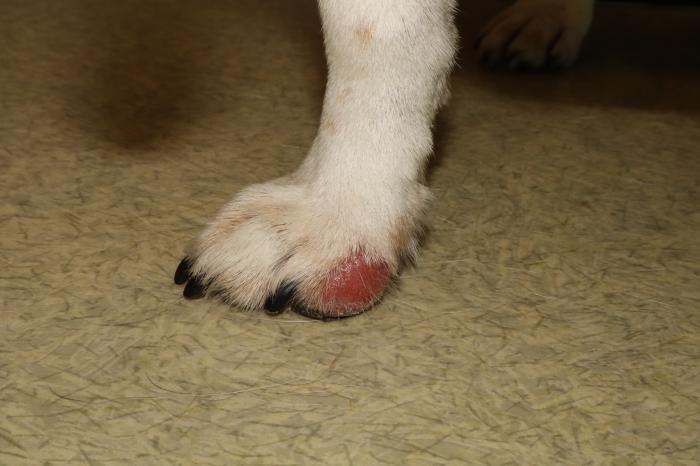 Figura 2. Perro 2 primera consulta. (A) Lesión numular, alopécica, eritematosa y erosiva, en la cara medial del dedo II del miembro anterior derecho. (B) Lesión alopécica y descamativa encima del párpado superior izquierdo. (C) Lesión alopécica, papulosa y descamativa en la región nasal. (D) Lesión numular, alopécica, papulosa, descamativa y eritematosa en la cara interna del pabellón auricular.
