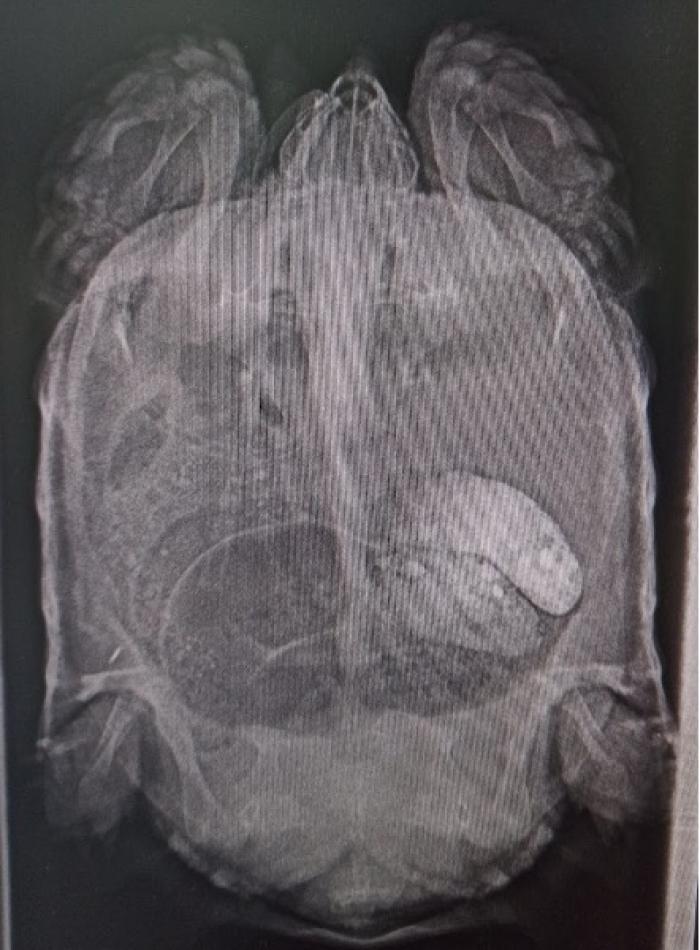 Figura 8. Imagen radiográfica de un fecaloma en un ejemplar de tortuga terrestre.
