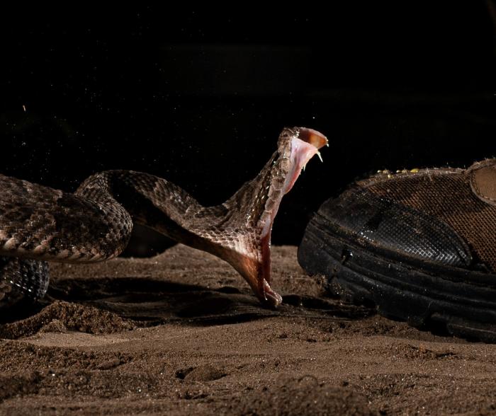 Figura 1. Dentadura solenoglifa en ejemplar de Bothrops Diporus (imagen cortesía de Fran Brito, Serpentario Villa de Las Rosas, Córdoba, Argentina).