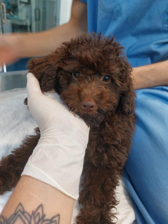 Figura 1. Caniche diagnosticada de síndrome de Addison. 
