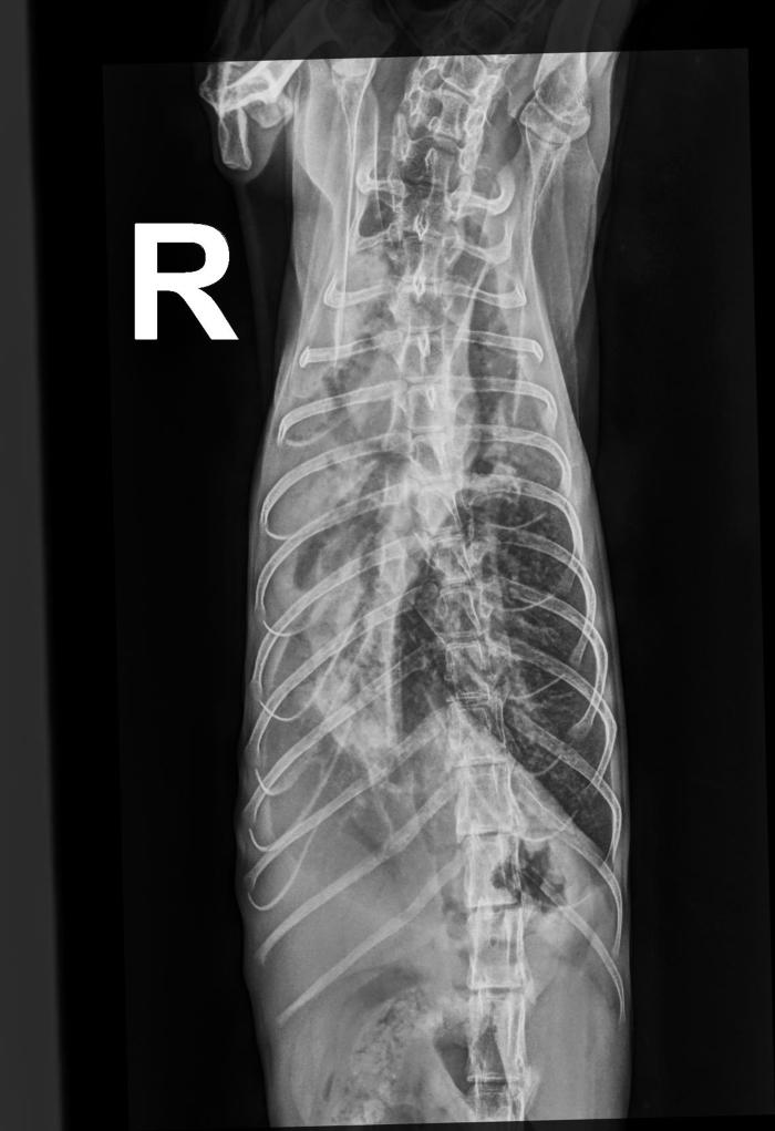 Figura 2. Radiografía laterolateral derecha de la paciente en el momento del ingreso, en la que se aprecian un patrón pulmonar mixto predominantemente alveolar y broncointersticial difuso afectando de manera generalizada a todo el tórax, así como presencia de broncogramas aéreos y signos de consolidación pulmonar a nivel ventral y craneal.