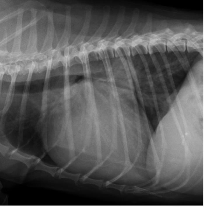 Figura 5. Proyección radiográfica lateral derecha de tórax del mismo caso que la Figura 4, que muestra la mejora tanto del edema pulmonar como del patrón vascular después de instaurar el tratamiento. 