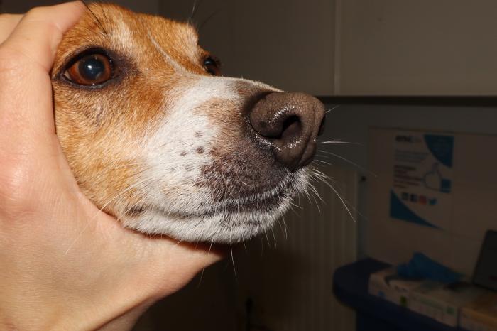 Figura 8. Perro 1 última revisión. (A) Se aprecia una lesión cicatricial con una hipotricosis en la zona del labio superior derecho. (B) Ausencia de lesiones.