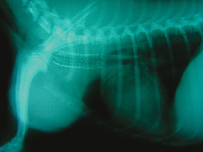 FIGURA 8. Radiografía ampliada con posición laterolateral del perro de la radiografía 4 tras  colocarle un stent metálico con recubrimiento en tráquea.