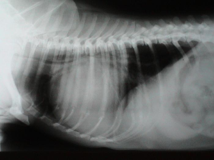 FIGURA 6. Radiografía laterolateral de perro con colapso traqueal grave torácico.