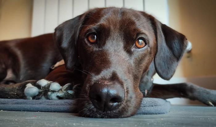 Figura 1. Paciente canino atendido por cuadro agudo de apatía, anorexia y vómitos. 