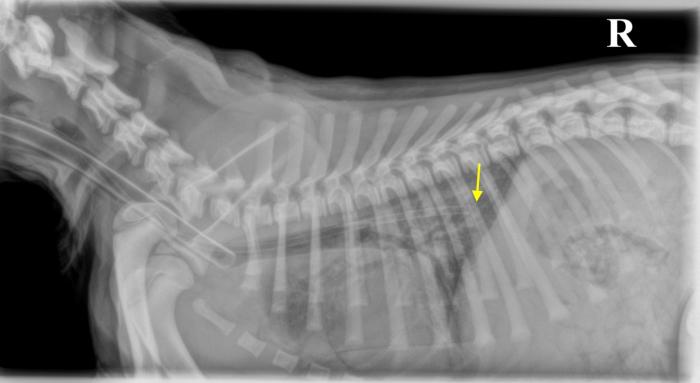 Figura 3. Radiografía lateral de tórax para verificar la correcta posición de la sonda esofágica de alimentación en el 8o espacio intercostal (flecha amarilla).