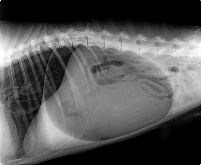 Figura 2. (A) Radiografía de abdomen en decúbito lateral derecho de distensión gástrica originada por aerofagia por una neumonía. Nótese que, aunque la imagen aparece el tórax los valores no están optimizados para el tórax. (B) Radiografía torácica lateral derecha y (C) lateral izquierda de este mismo paciente. El patrón broncoalveolar (compatible con neumonía) es especialmente evidente en lateral izquierda.