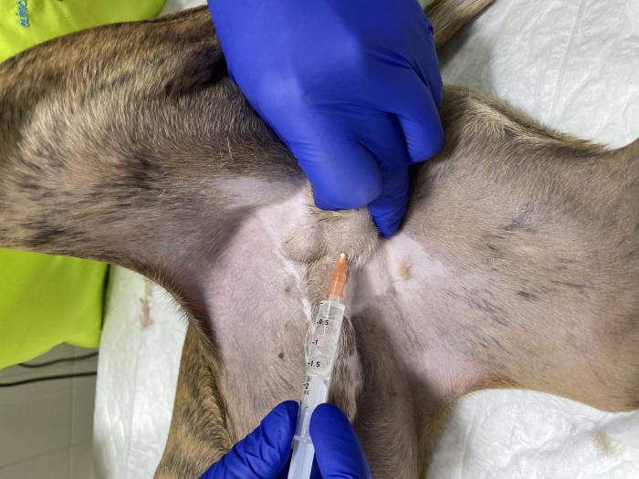 Figura 6. Bloqueo testicular para realizar una orquiectomía.