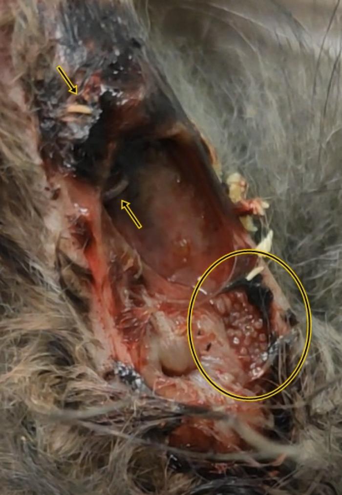 Figura 2. Miasis en el ano de un gato callejero de 2 meses. Foto realizada en Clínica Veterinaria Viñas Viejas.